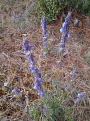 Salvia helianthemifolia
