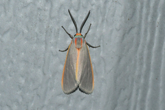 Pygarctia abdominalis