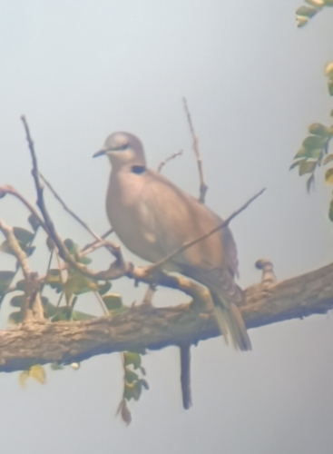 Cape Turtle Dove