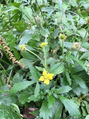 Geum aleppicum