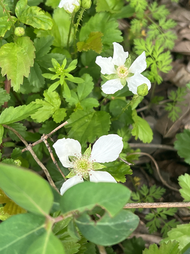 Foto de Amora-silvestre