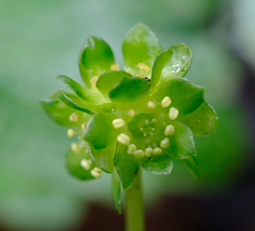 Moschatel (Adoxa moschatellina)