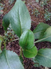 Packera toluccana