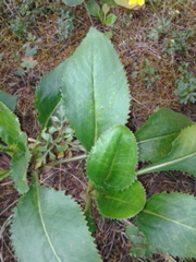 Packera toluccana