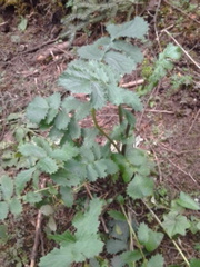 Packera sanguisorbae