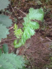 Packera sanguisorbae