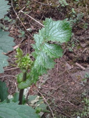 Packera sanguisorbae