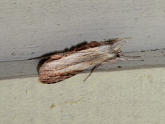 Cucullia convexipennis