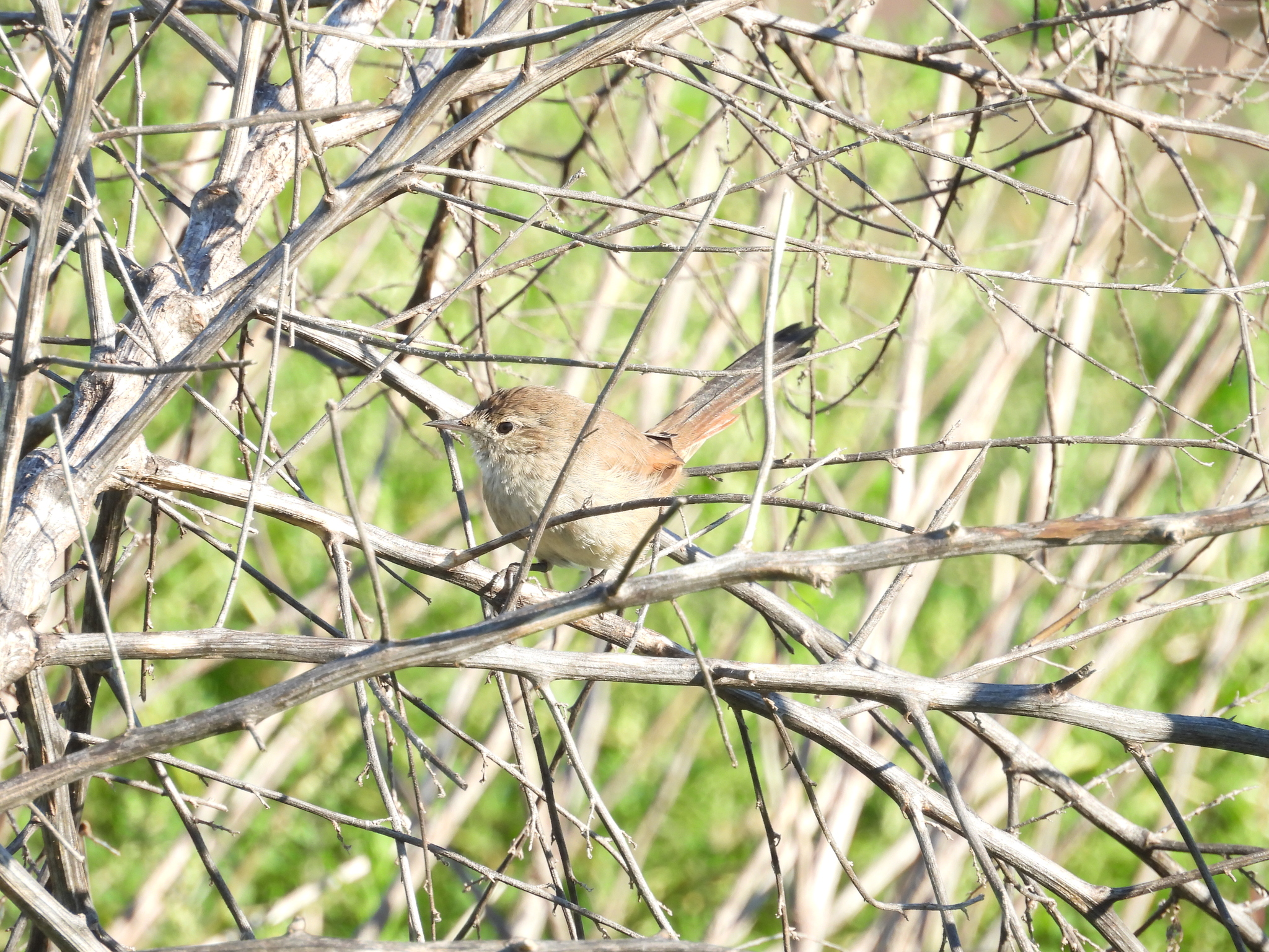 Sharp-billed Canastero (Asthenes pyrrholeuca), photo 6