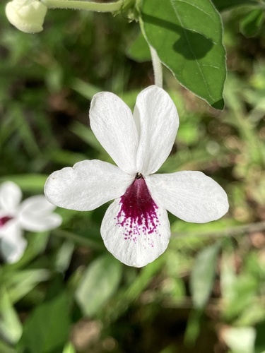 Pseuderanthemum bicolor observed 2025-03-28