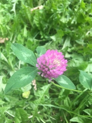 Trifolium pratense