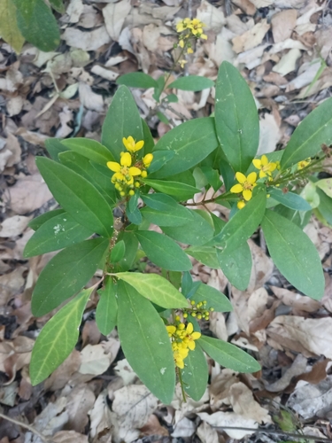 Rain of Gold (Galphimia glauca)