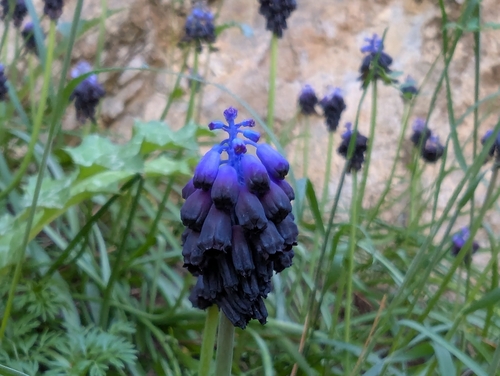 Muscari commutatum (Muscari commutatum)