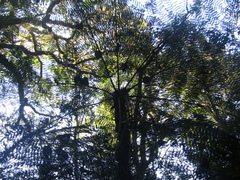 Alsophila setosa