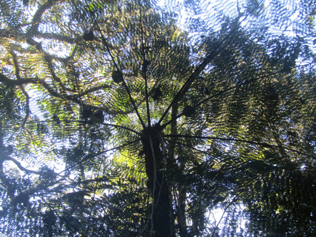 Alsophila setosa