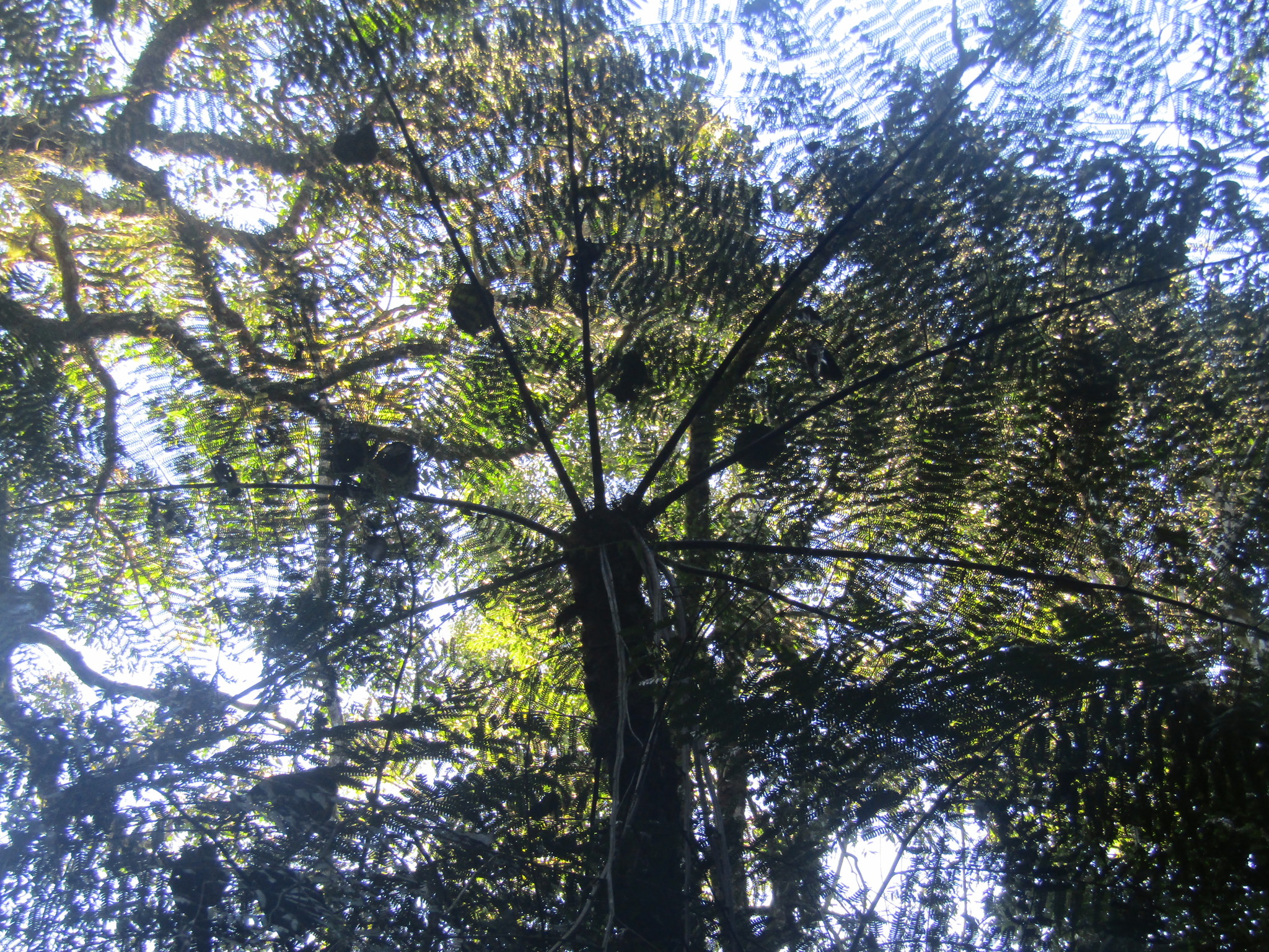 Alsophila setosa