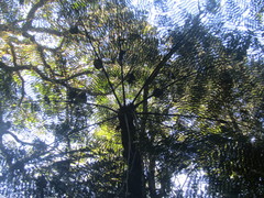 Alsophila setosa