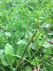 Plantago major