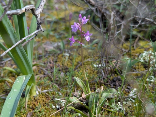 Image of Orchis quadripunctata by (c) Elias, some rights reserved (CC BY)
