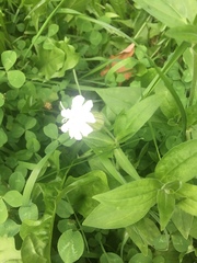 Silene latifolia alba