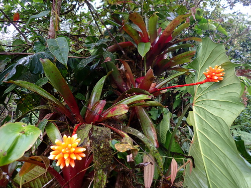 Guzmania musaica (Guzmania musaica)