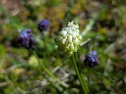 Muscari commutatum (Muscari commutatum)