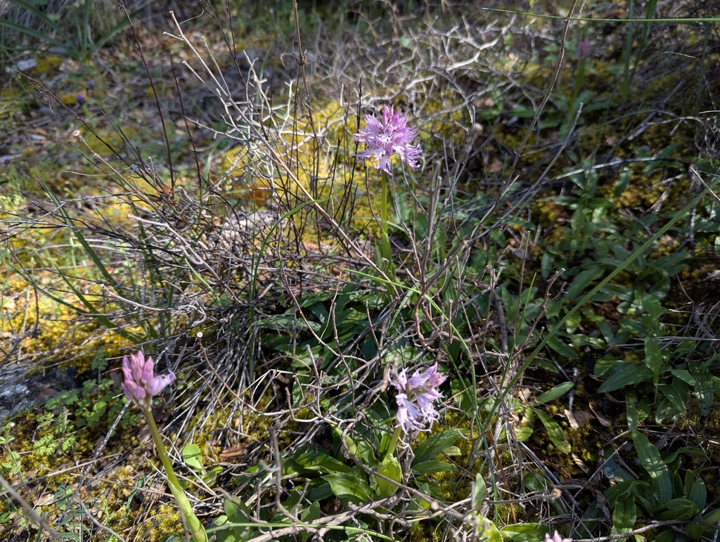 Orchis italica