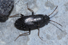 Hemiptera