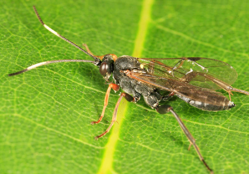 Platylabus opaculus