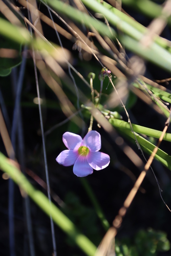 Image of Biffed Sorrel (Oxalis bifida) by (c) Tony Rebelo, some rights reserved (CC BY-SA)