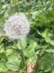 Taraxacum officinale