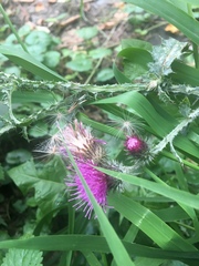 Carduus crispus