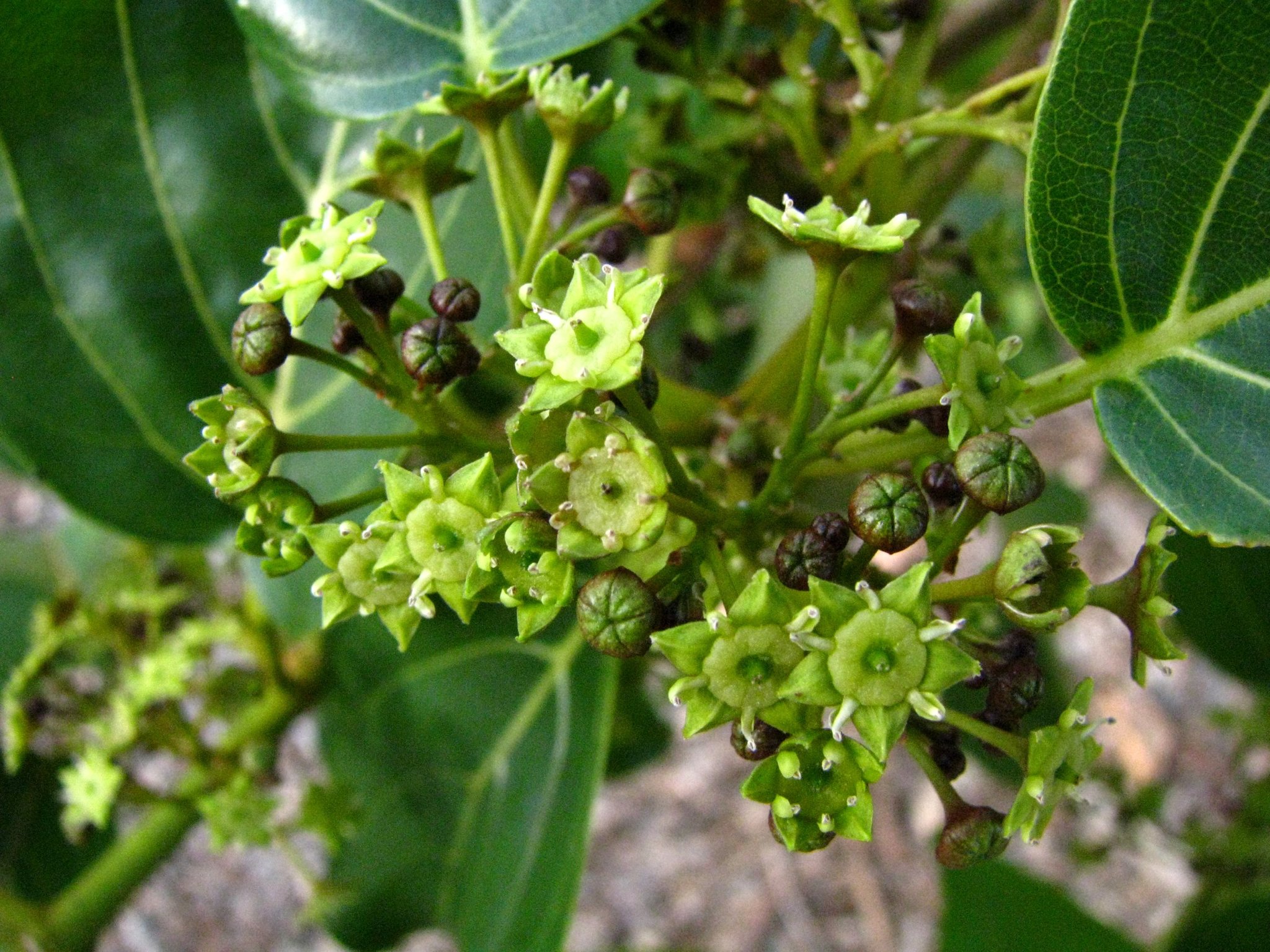Colubrina oppositifolia