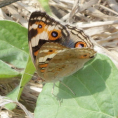 Junonia orithya