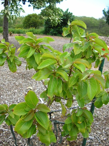 Colubrina oppositifolia
