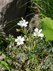 Cerastium arvense strictum