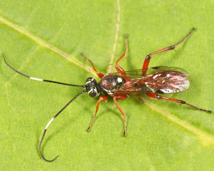 Platylabus ornatus