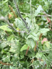 Sisymbrium officinale