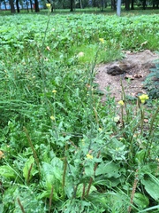 Sisymbrium officinale