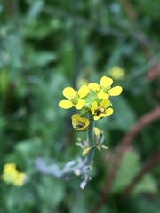 Sisymbrium officinale