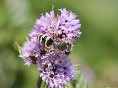 Bembix zonata