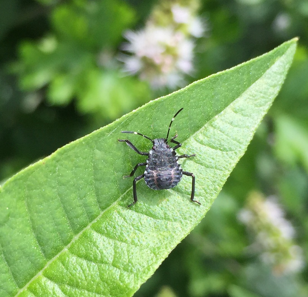 Bugs In Wisconsin Brown Marmorated Stink Bug from University of Wisconsin - Madison ...