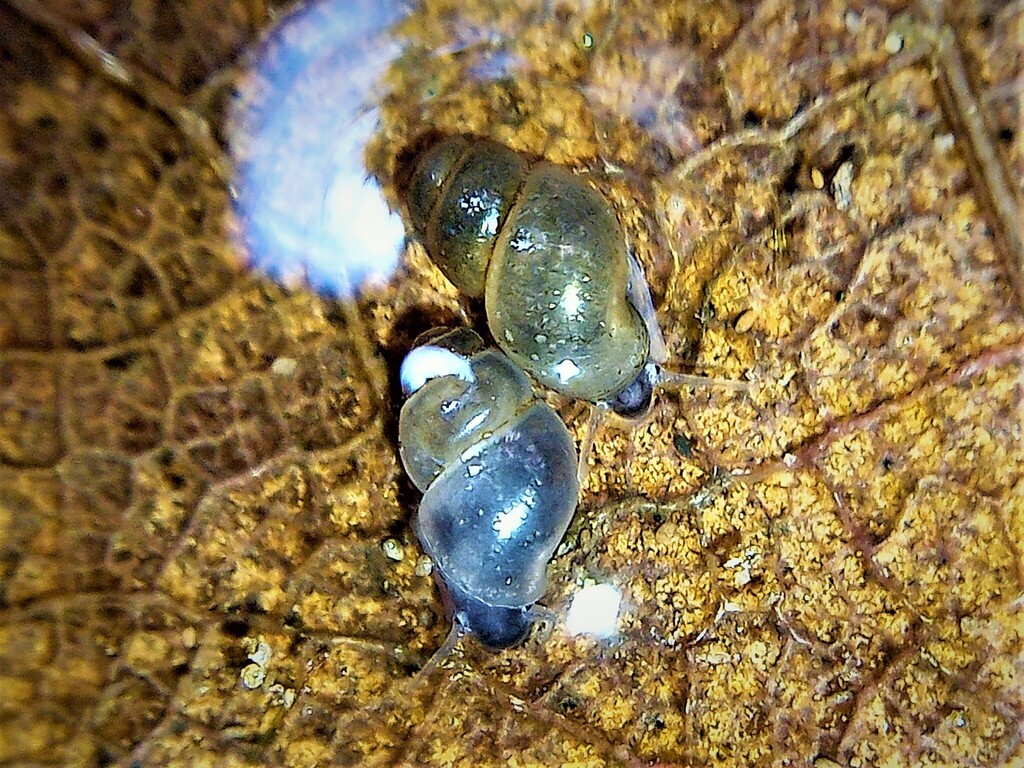Bythinella charpentieri