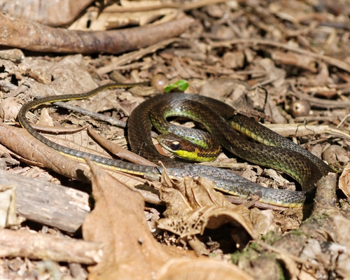 Photo of a Blue Flanked Leaf Litter Snake (Echinanthera cyanopleura)