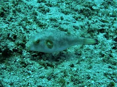 Arothron immaculatus