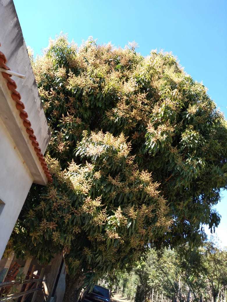 Mangifera indica