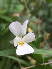 Viola arvensis