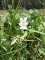 Viola arvensis