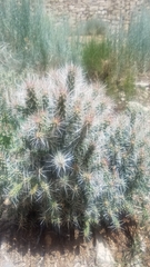 Cylindropuntieae