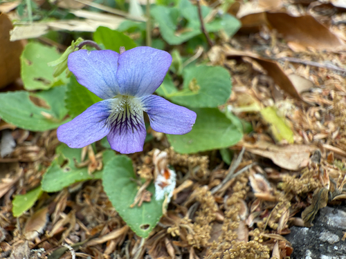 Langlois' Violet (Viola langloisii)